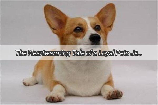 The Heartwarming Tale of a Loyal Pets Jealousy and Its owners Devotion